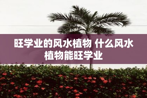 旺学业的风水植物 什么风水植物能旺学业