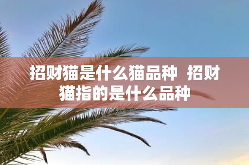 招财猫是什么猫品种 招财猫指的是什么品种