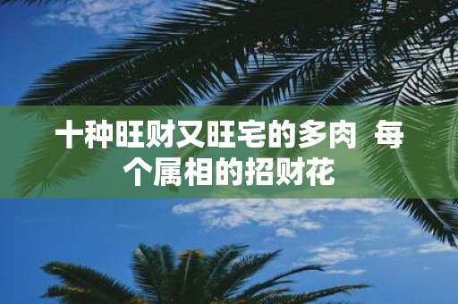 十种旺财又旺宅的多肉 每个属相的招财花