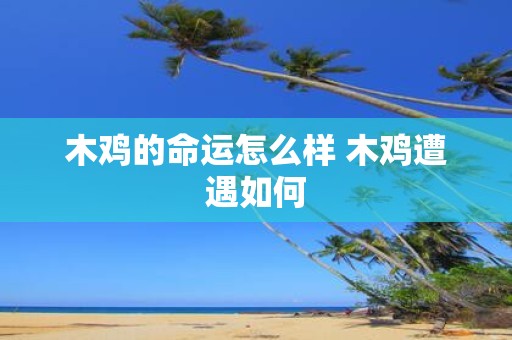 木鸡的命运怎么样 木鸡遭遇如何