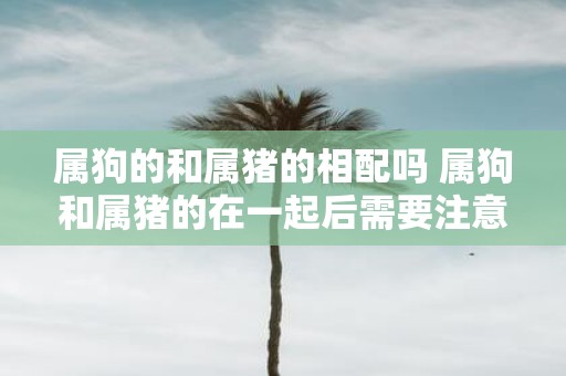 属狗的和属猪的相配吗 属狗和属猪的在一起后需要注意什么