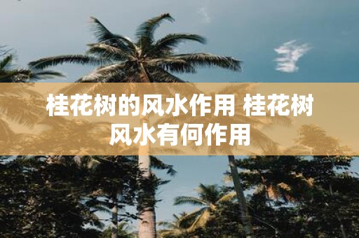 桂花树的风水作用 桂花树风水有何作用