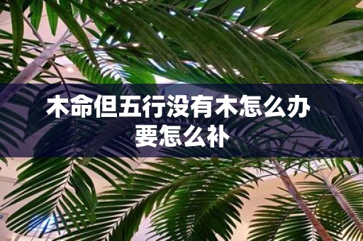 木命但五行没有木怎么办 要怎么补