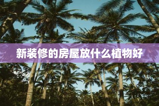 新装修的房屋放什么植物好