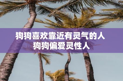 狗狗喜欢靠近有灵气的人 狗狗偏爱灵性人