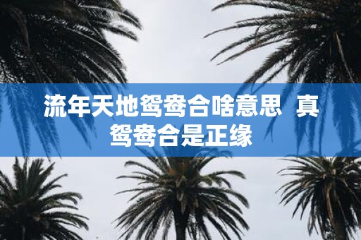 流年天地鸳鸯合啥意思 真鸳鸯合是正缘