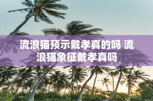 流浪猫预示戴孝真的吗 流浪猫象征戴孝真吗