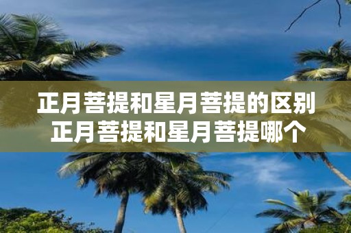 正月菩提和星月菩提的区别 正月菩提和星月菩提哪个好
