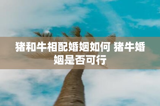 猪和牛相配婚姻如何 猪牛婚姻是否可行
