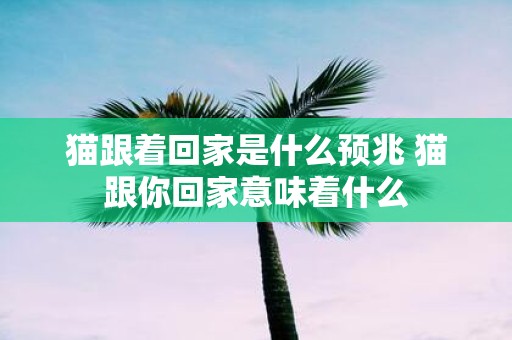 猫跟着回家是什么预兆 猫跟你回家意味着什么