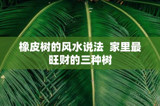 橡皮树的风水说法 家里最旺财的三种树