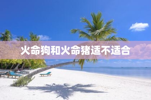 火命狗和火命猪适不适合