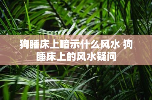 狗睡床上暗示什么风水 狗睡床上的风水疑问