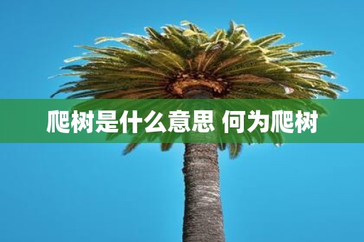 爬树是什么意思 何为爬树