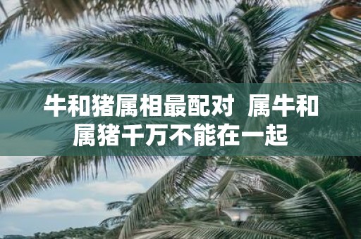 牛和猪属相最配对 属牛和属猪千万不能在一起