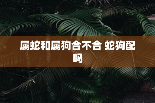 属蛇和属狗合不合 蛇狗配吗