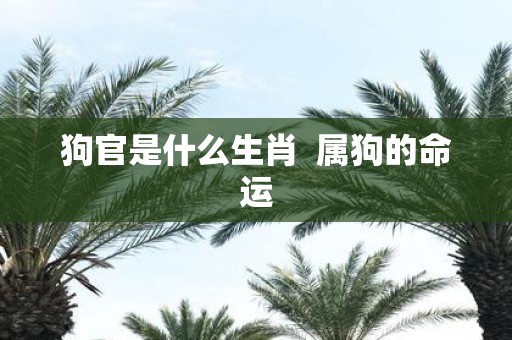 狗官是什么生肖 属狗的命运