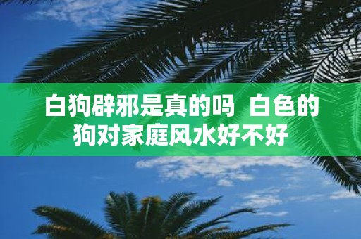 白狗辟邪是真的吗 白色的狗对家庭风水好不好