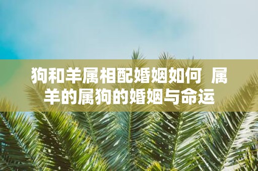 狗和羊属相配婚姻如何 属羊的属狗的婚姻与命运