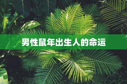 男性鼠年出生人的命运