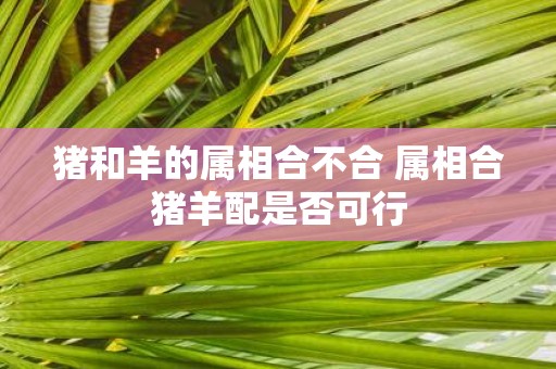 猪和羊的属相合不合 属相合猪羊配是否可行