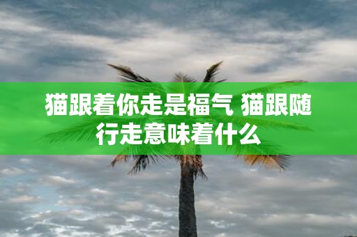 猫跟着你走是福气 猫跟随行走意味着什么