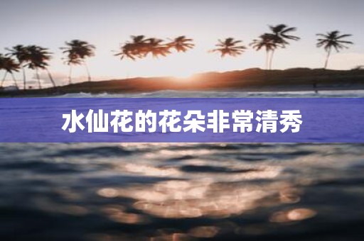 水仙花的花朵非常清秀