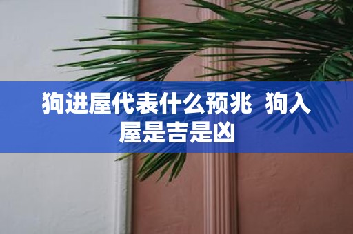 狗进屋代表什么预兆 狗入屋是吉是凶