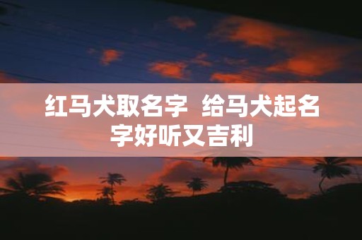 红马犬取名字 给马犬起名字好听又吉利