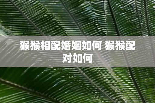 猴猴相配婚姻如何 猴猴配对如何