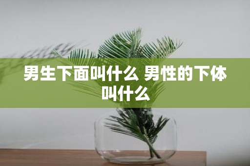 男生下面叫什么 男性的下体叫什么