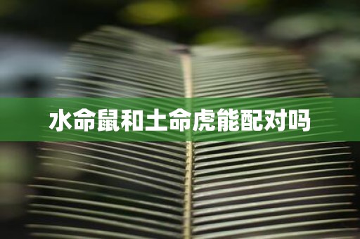 水命鼠和土命虎能配对吗