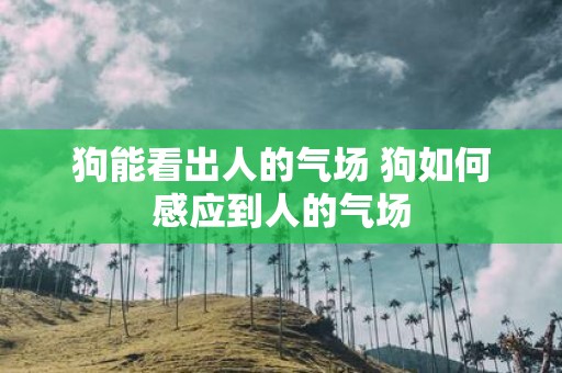 狗能看出人的气场 狗如何感应到人的气场