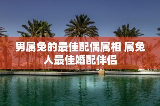 男属兔的最佳配偶属相 属兔人最佳婚配伴侣