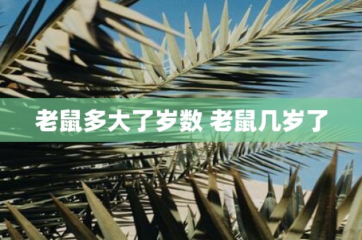 老鼠多大了岁数 老鼠几岁了