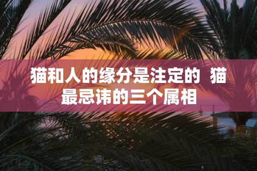 猫和人的缘分是注定的 猫最忌讳的三个属相