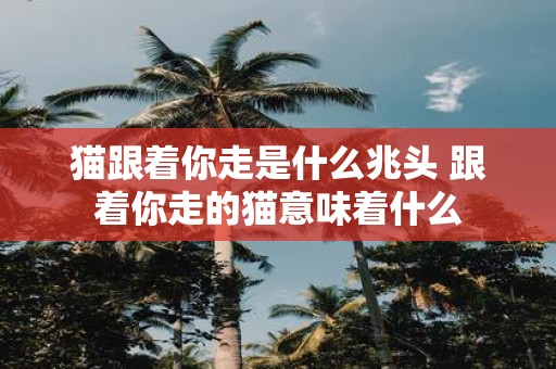 猫跟着你走是什么兆头 跟着你走的猫意味着什么