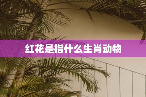 红花是指什么生肖动物