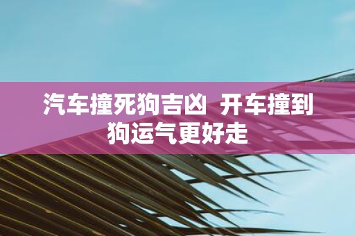 汽车撞死狗吉凶 开车撞到狗运气更好走