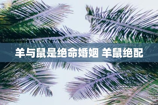 羊与鼠是绝命婚姻 羊鼠绝配