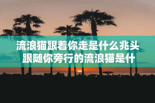 流浪猫跟着你走是什么兆头 跟随你旁行的流浪猫是什么预兆