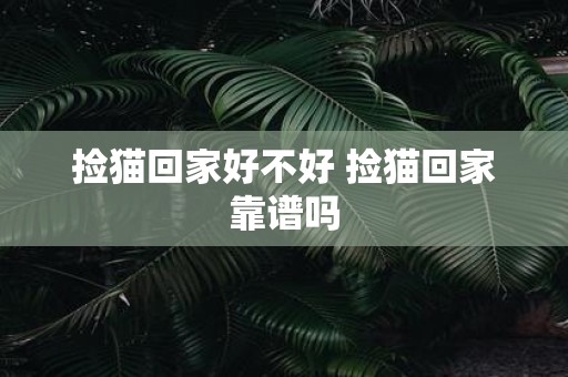 捡猫回家好不好 捡猫回家靠谱吗