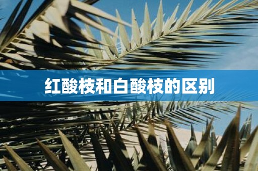 红酸枝和白酸枝的区别