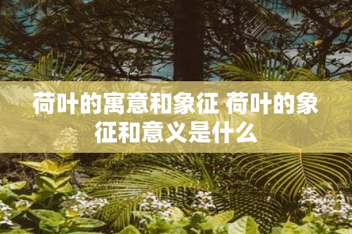 荷叶的寓意和象征 荷叶的象征和意义是什么