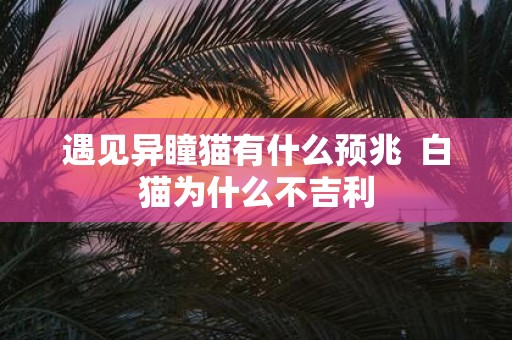 遇见异瞳猫有什么预兆 白猫为什么不吉利