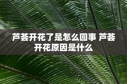 芦荟开花了是怎么回事 芦荟开花原因是什么