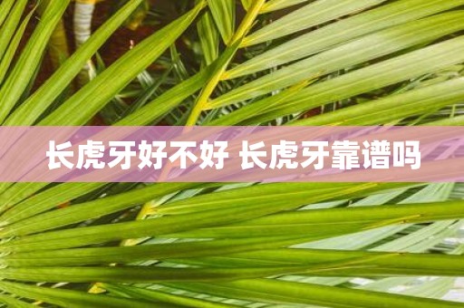 长虎牙好不好 长虎牙靠谱吗