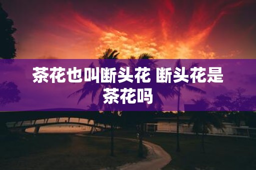 茶花也叫断头花 断头花是茶花吗