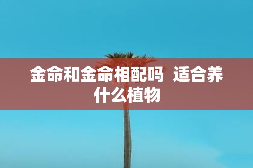 金命和金命相配吗 适合养什么植物