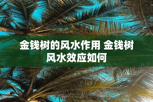 金钱树的风水作用 金钱树风水效应如何